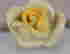 item-89853041=4