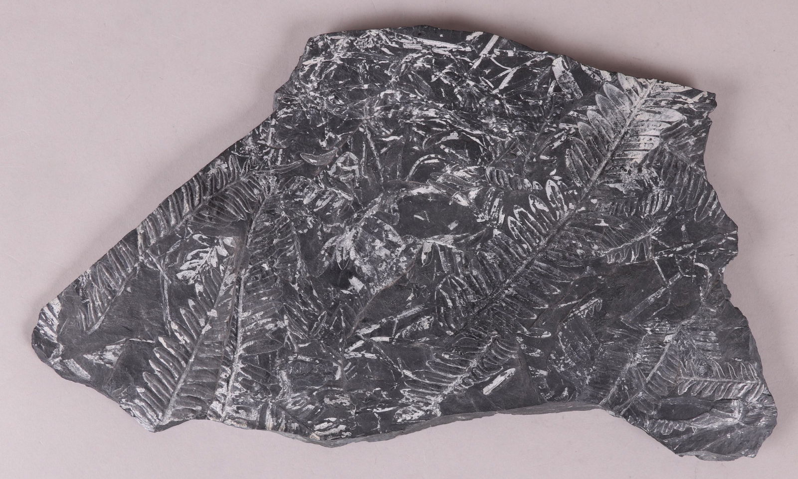 A Fern Fossil (1 of 8)