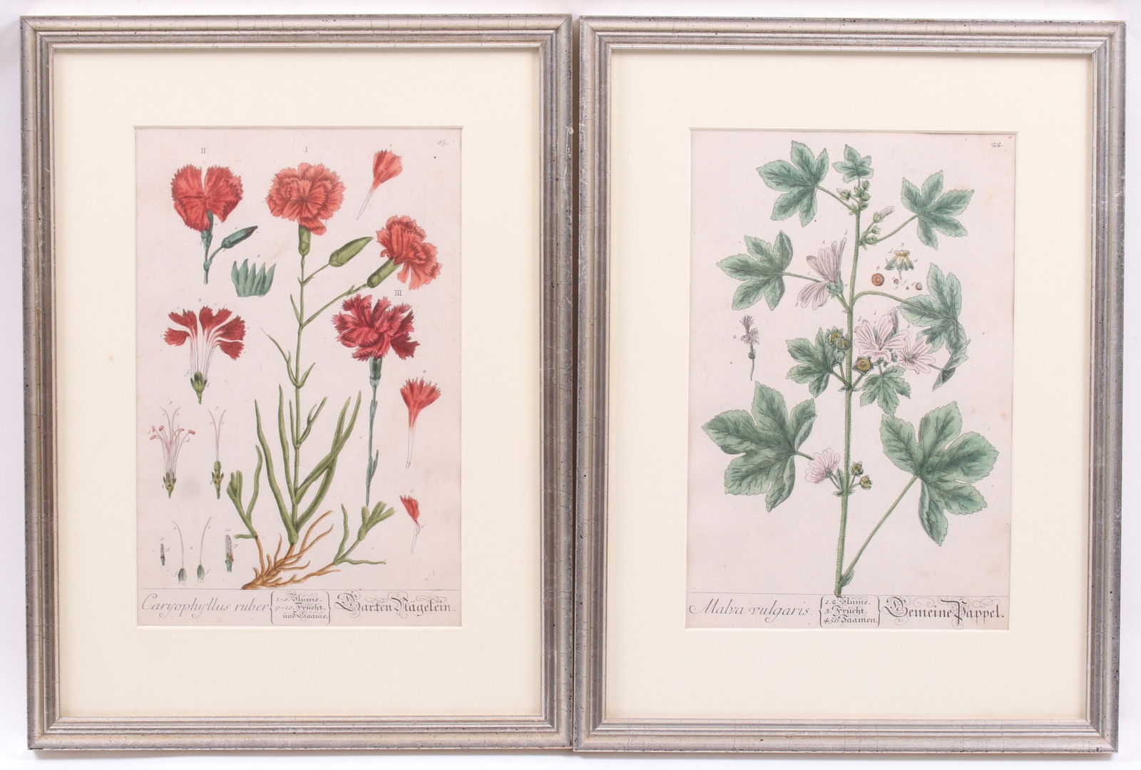 Elizabeth Blackwell (1710-1774) Two Botanicals (1 of 11)