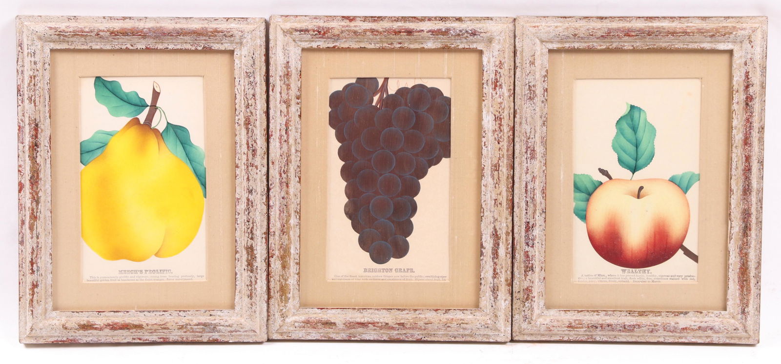 Three Seed Catalog Lithographs (1 of 7)