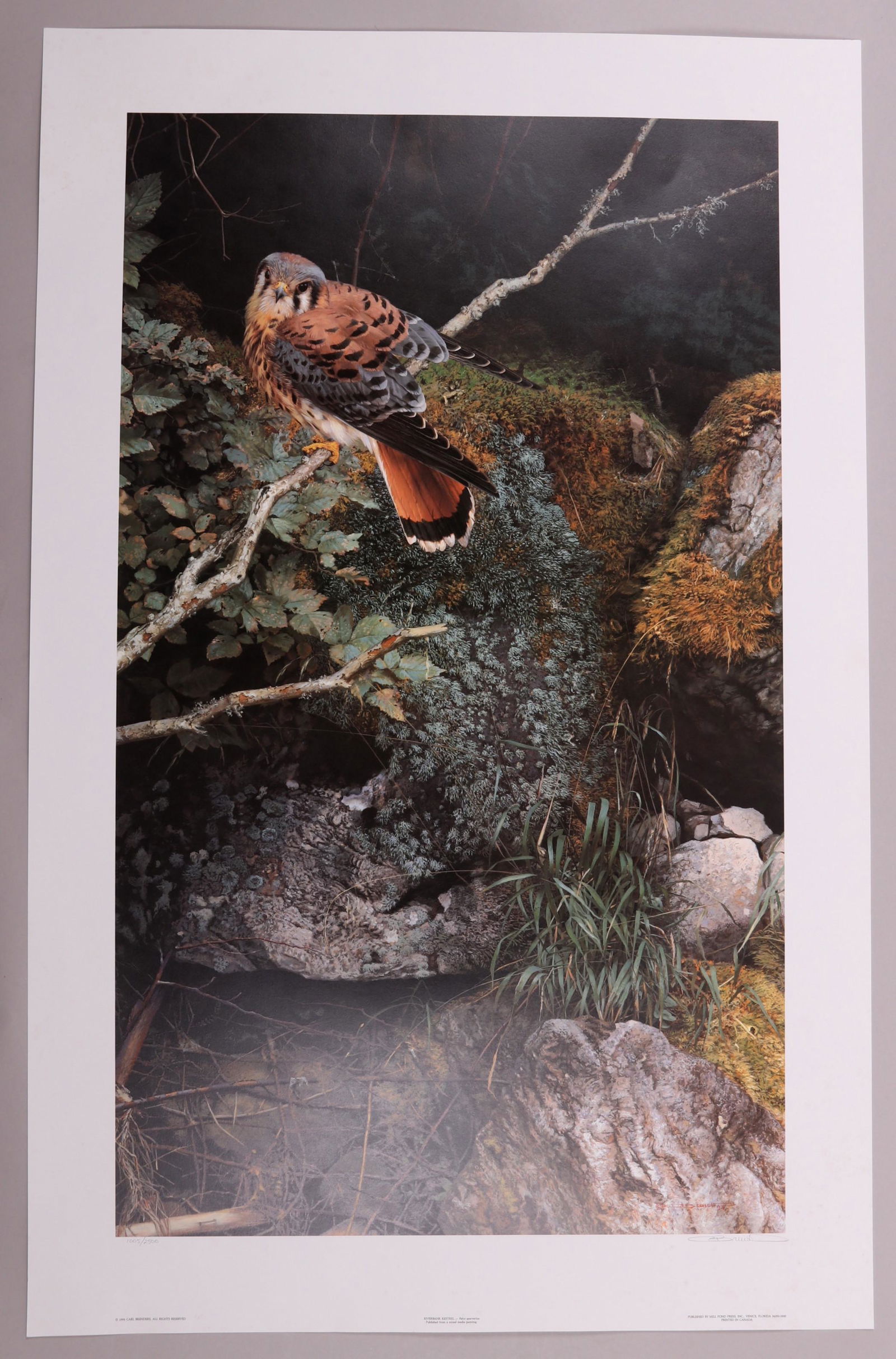 Carl Brenders Lithograph, Riverbank Kestrel (1 of 7)