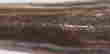 item-91151306=7