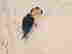item-94470675=2