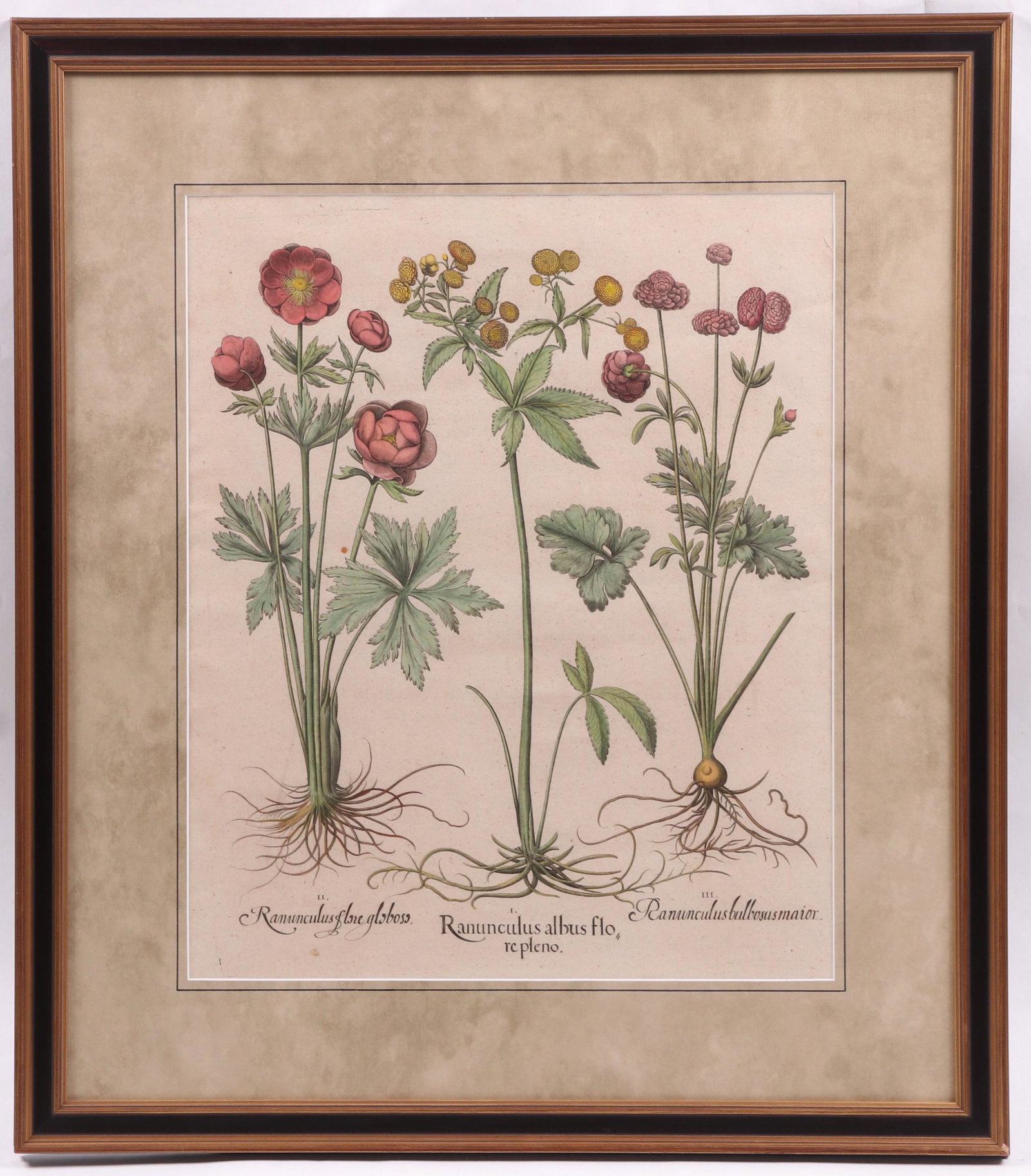 Basilius Besler (1561-1629) Botanical Print (1 of 7)