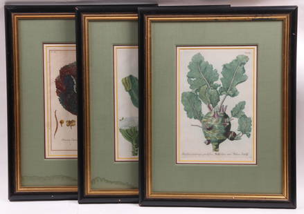 Three Early Botanical Prints: "Brassica Capitata rubra. Chou pomme rouge" by Pierre Joseph Buchoz (1731-1807) and two examples by Johann Wilhelm Weinmann, "Brassica cauliflora chou fleur" and "Brassica caulorapa prolisera". All ha