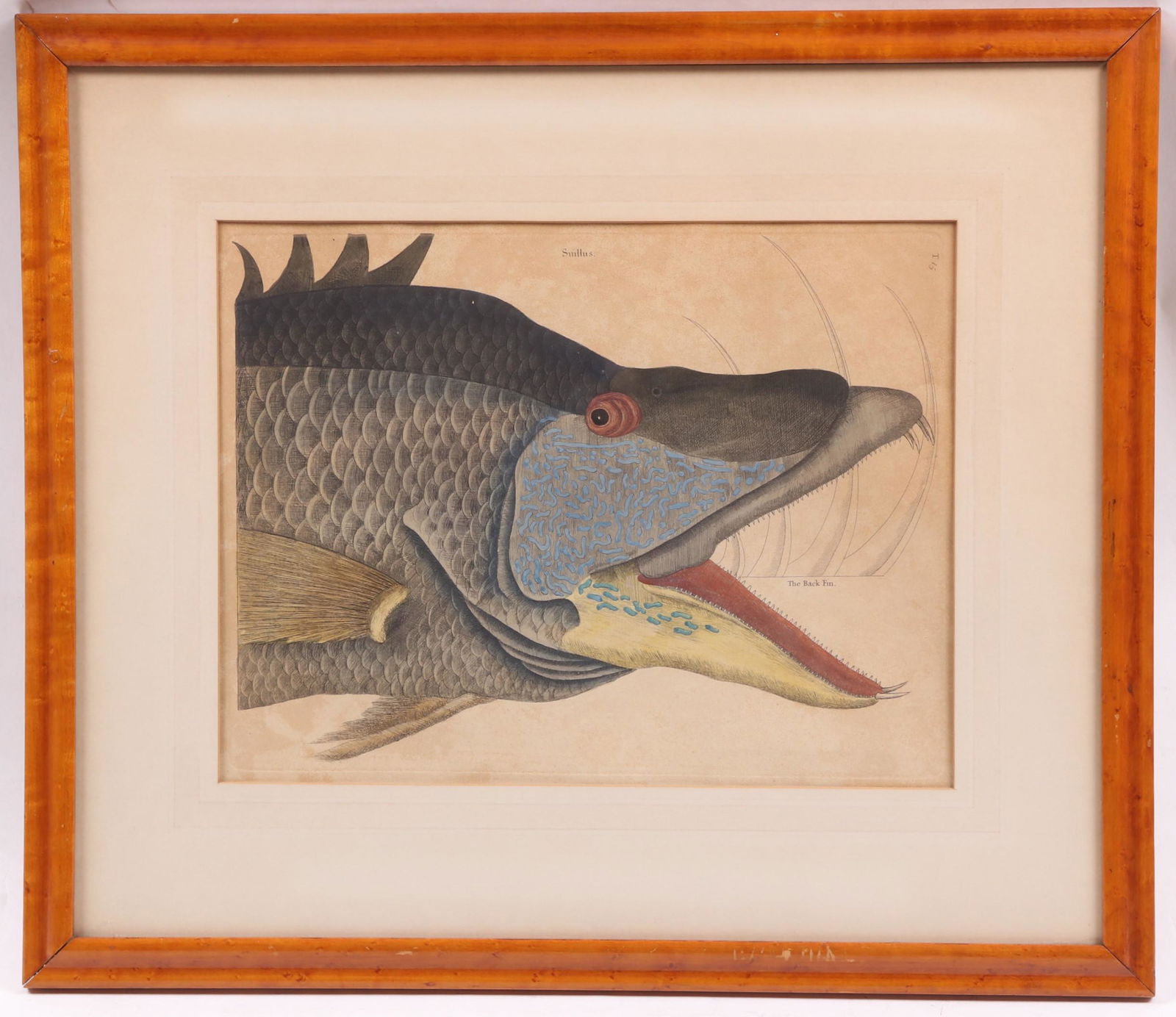 Suillus, The great Hog-Fish, Mark Catesby: Mid 18th century, hand tinted. Dimensions: Sight is 10 7/8" x 14", the frame 18 3/4" x 21 3/4". Provenance: From a local estate.