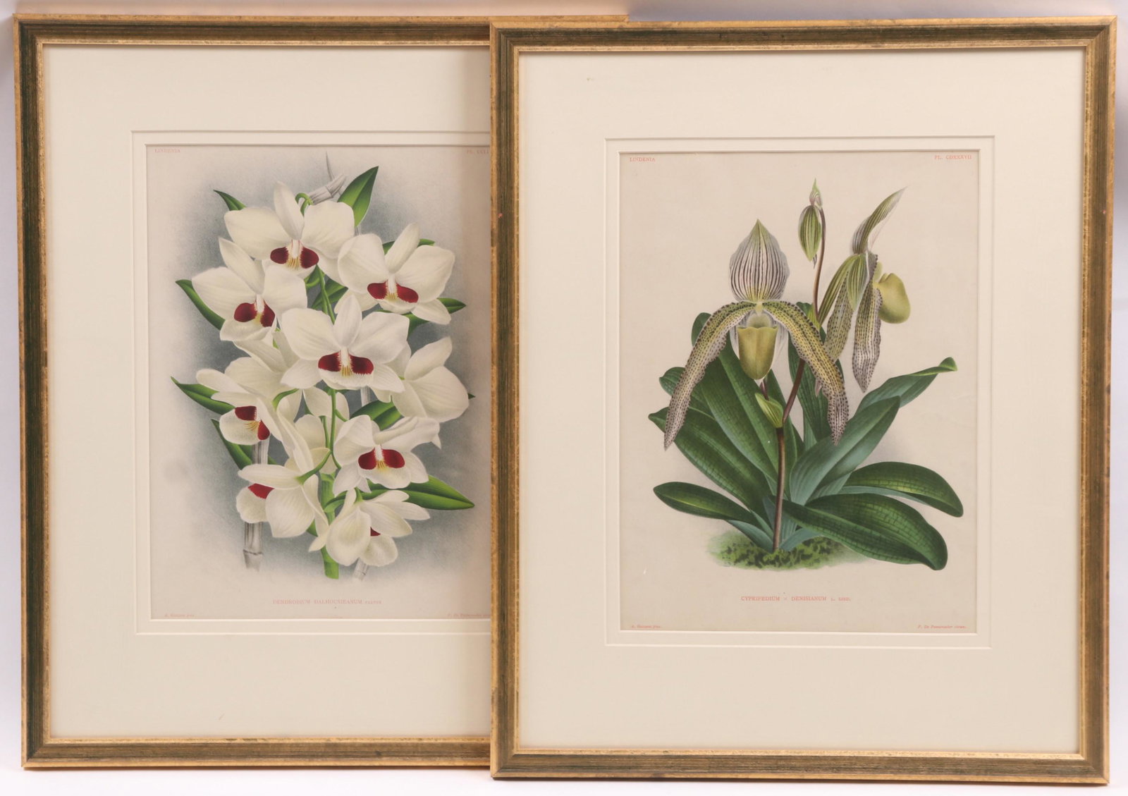 Pieter De Pannemaeker, Two Botanical Prints: Belgian, circa 1880, two framed botanical lithographs. "Cypripedium Denisianum" and Dendrobium Dalhousieanum". Dimensions: Sight for each is 13 1/4" x 10", each frame is 21" x 17". Provenance: From a 