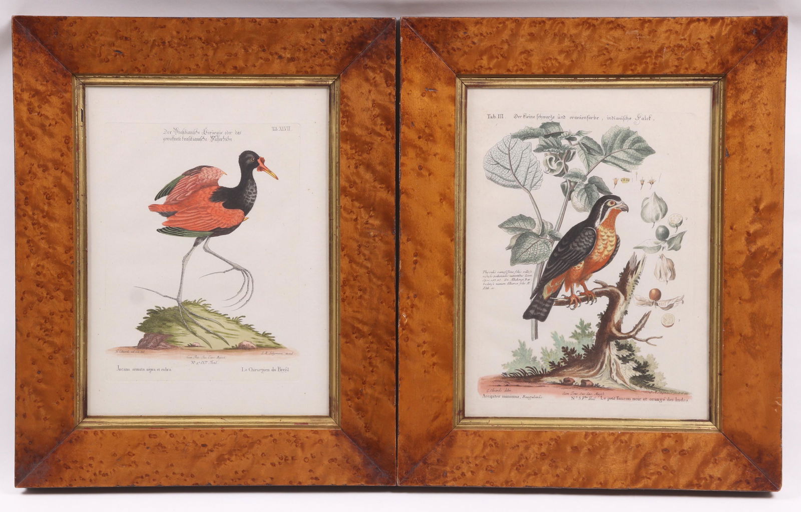 George Edwards (1694-1773) Two Bird Prints: Hand colored and in matching bird's eye maple frames. From, "The Natural History of Uncommon Birds (1743-1751) and Gleaning of Natural History (1758-1764) by George Edwards". Dimensions: Sight for eac