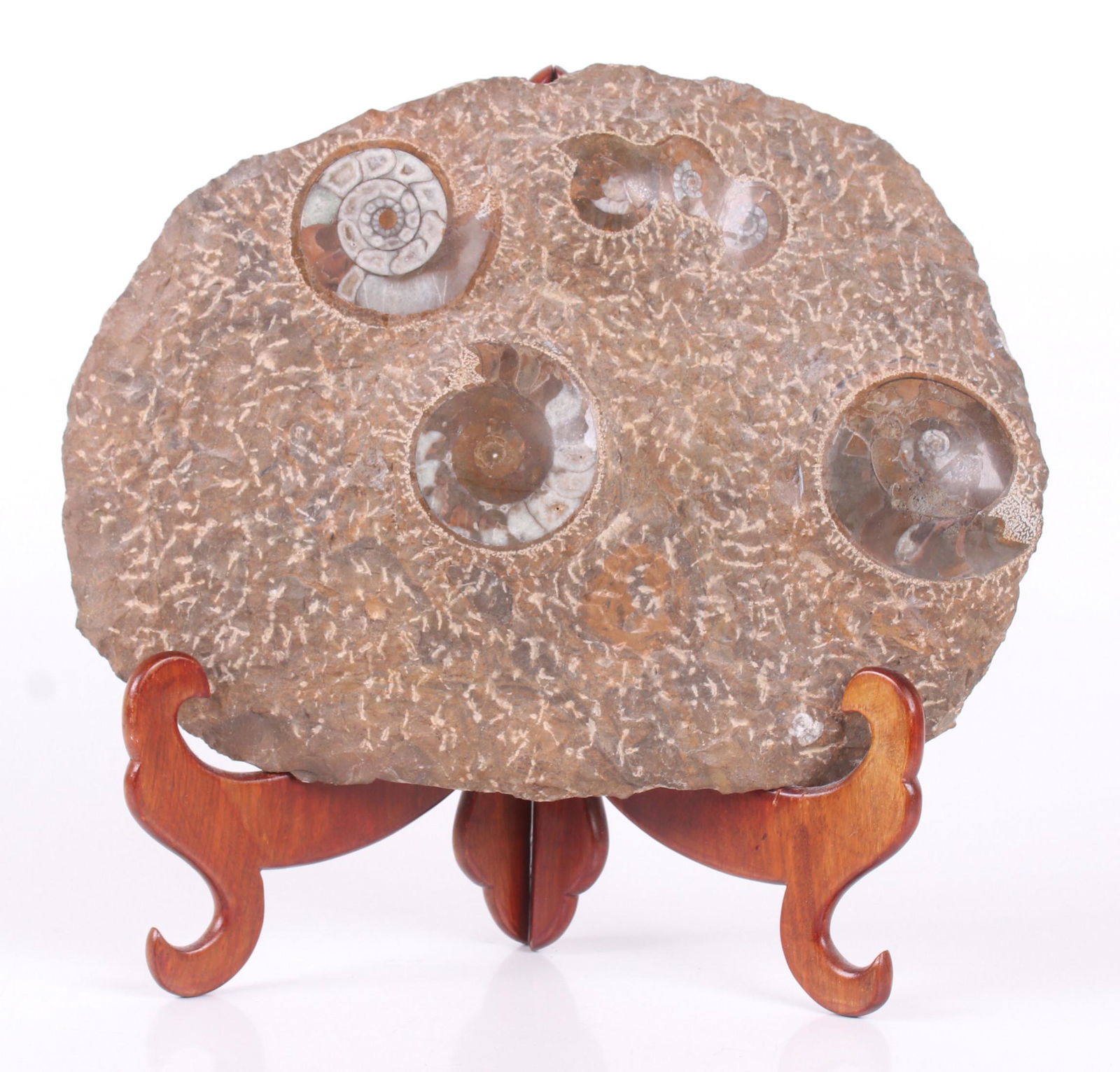 A Large Fossil, Nautilus: An amorphous example with six nautilus examples. Dimensions: 12" x 2" x 9". Provenance: From a local collection.