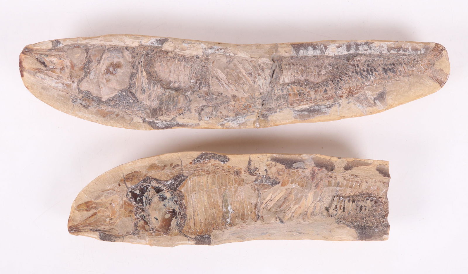 Two Fish Fossils (1 of 11)