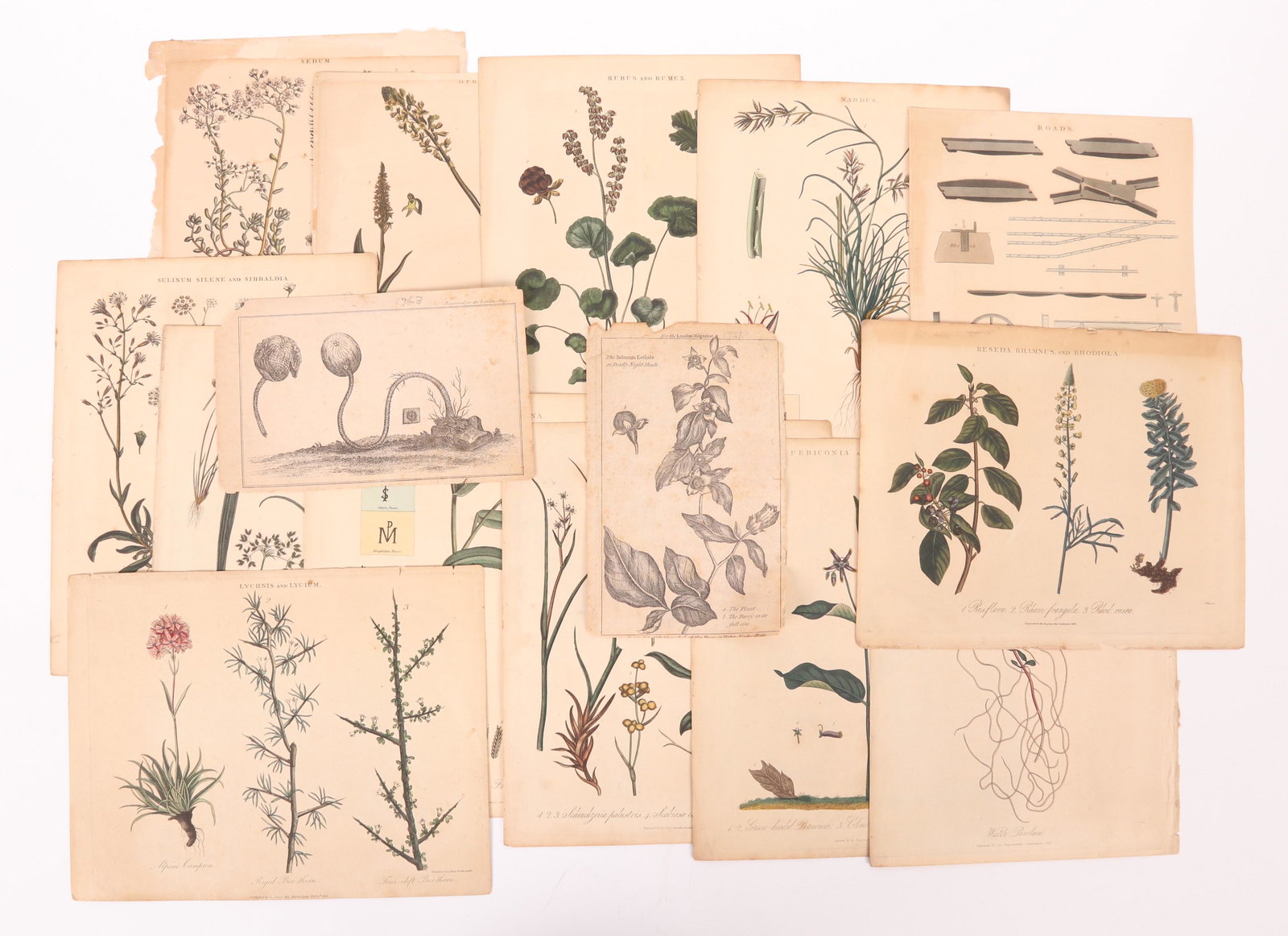 A Group of Botanical Prints, English C. 1820 (1 of 18)
