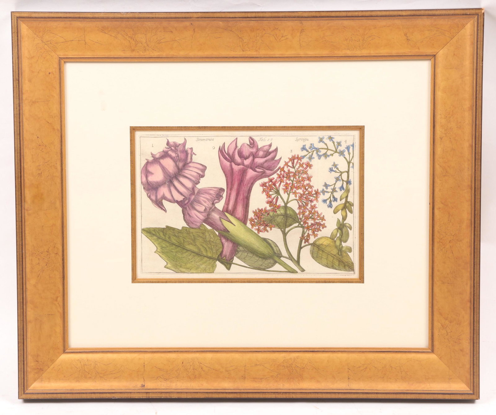 A Botanical Engraving c. 1770 (1 of 6)