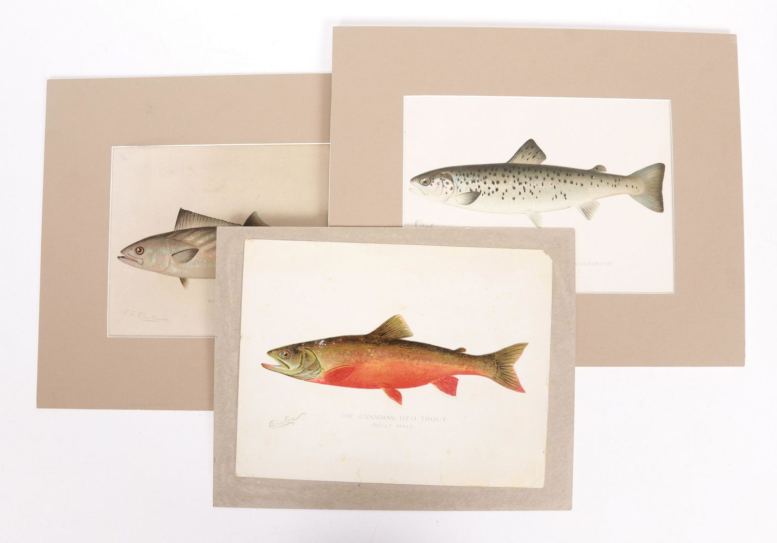 Sherman F. Denton, Three Fish Chromolithographs (1 of 10)