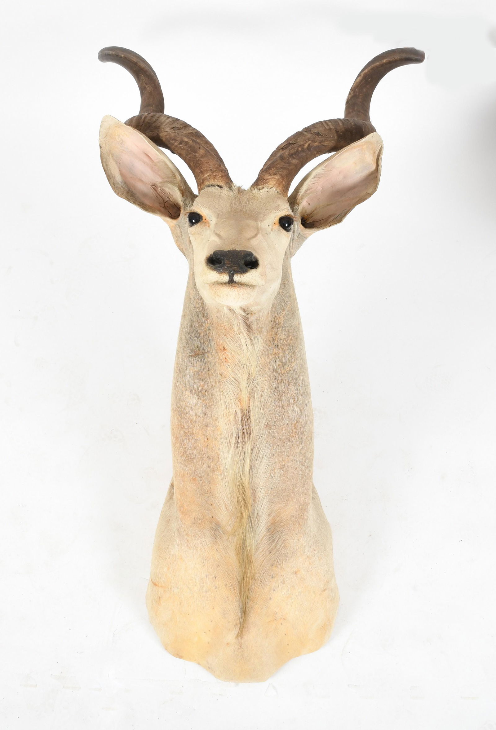 African Greater Kudu Taxidermy Shoulder Mount (1 of 9)