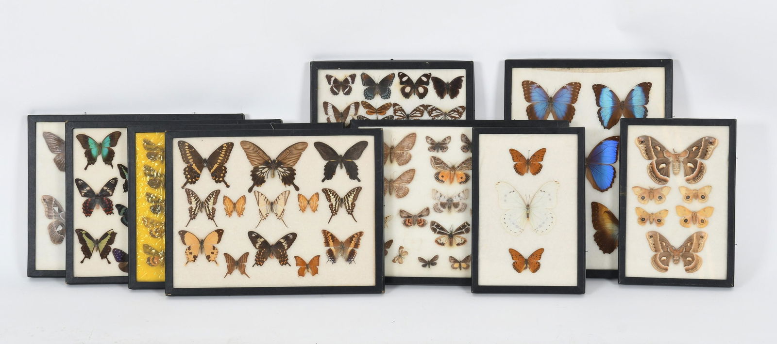 Nine Lepidopterology Butterfly Specimen Displays (1 of 13)