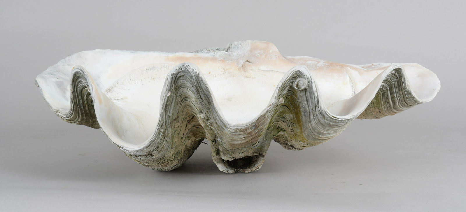 Oversized Twenty-Seven Inch Clam Shell (1 of 7)