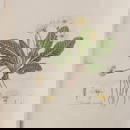 William Curtis, Flora Londinensis, 1817