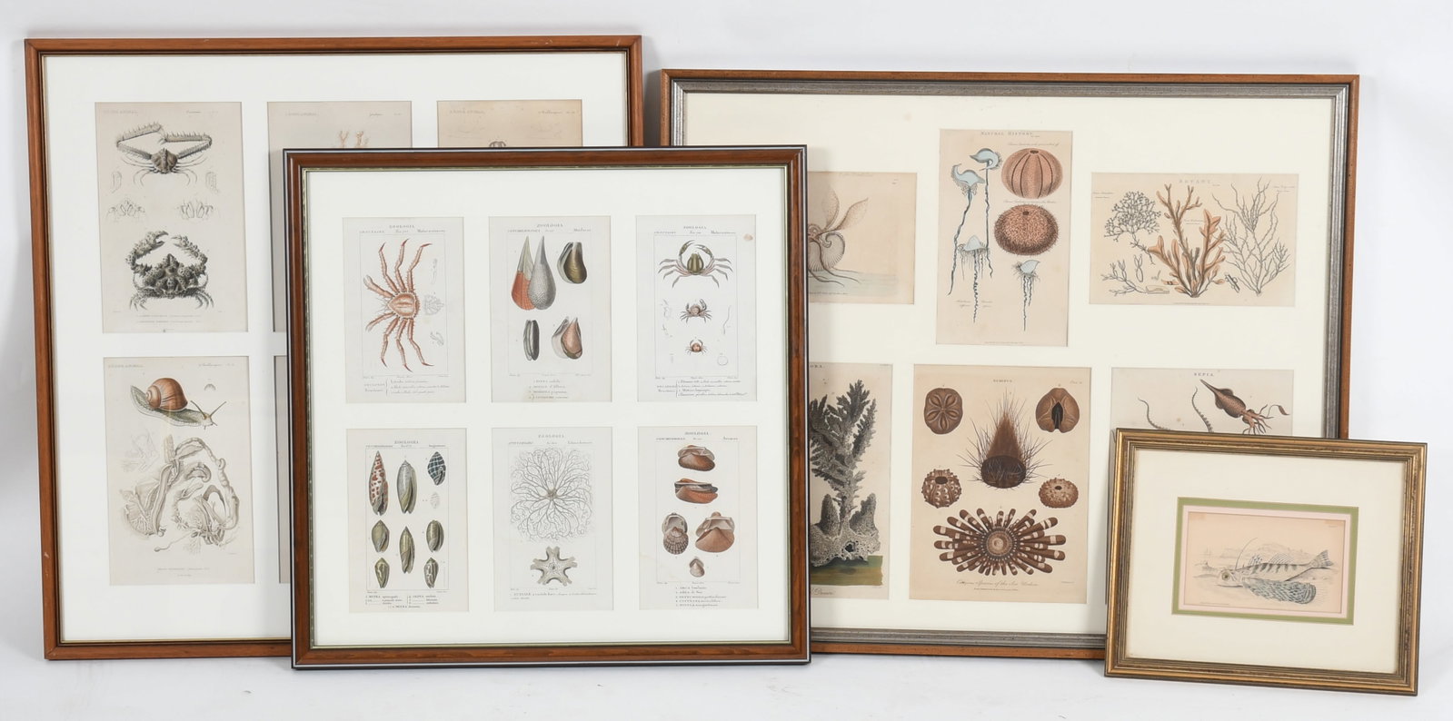 Group of Framed Zoological Prints: Sea Life: A Group of Framed Zoological Prints of Sea Life, 19th Century. Each in modern frames. Dimensions: Dimensions overall range from 10 1/4 x 12 1/2in to 25 3/4 x 25 1/4in. Provenance: Property