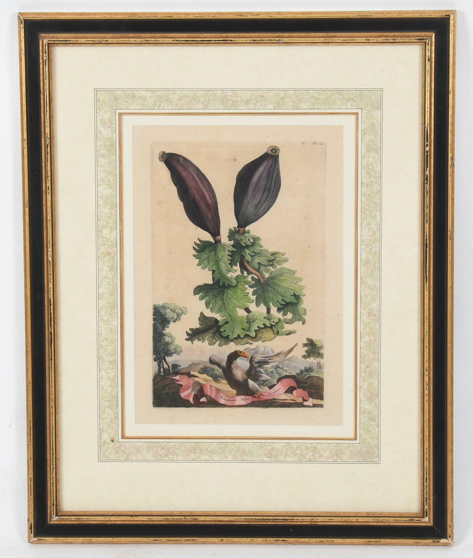 Abraham Munting (Dutch, 1626-1683) Engraving (1 of 5)