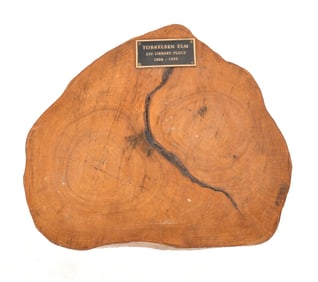 Large??Elm Tree Trunk Slice from Princeton, New Je