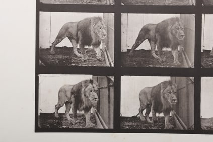 Eadweard Muybridge (1830 - 1904), Collotype, Lion Walking