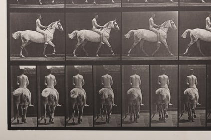 Eadweard Muybridge (1830 - 1904), Collotype, Trotting Rider no. 43