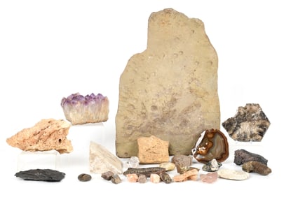 A Large Group of Fossils and Minerals