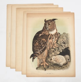 Five Chromolithographs by Oscar Dressler, Nesting Birds