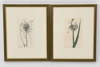 Samuel Curtis Botanical Magazine, Two Prints c. 1810