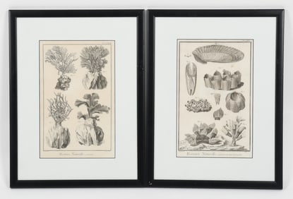 After Francois Nicolas Martinet (1731-1800), Two Engravings of Sea Life