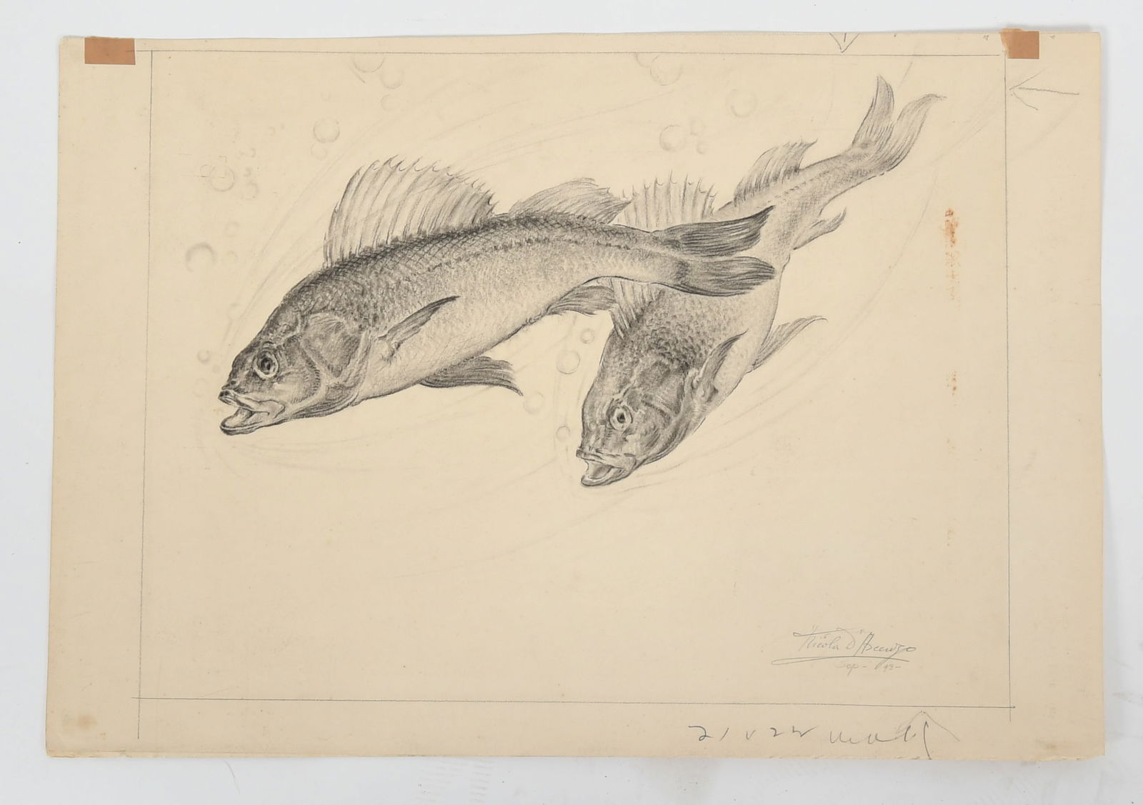 Nicola D'Ascenzo (1871-1954), Drawing: Nicola D'Ascenzo (1871-1954), Drawing A pencil on paper drawing of two fish, signed at the lower right and dated for September, 1943. Dimensions: image is 11" x 14 3/4&q