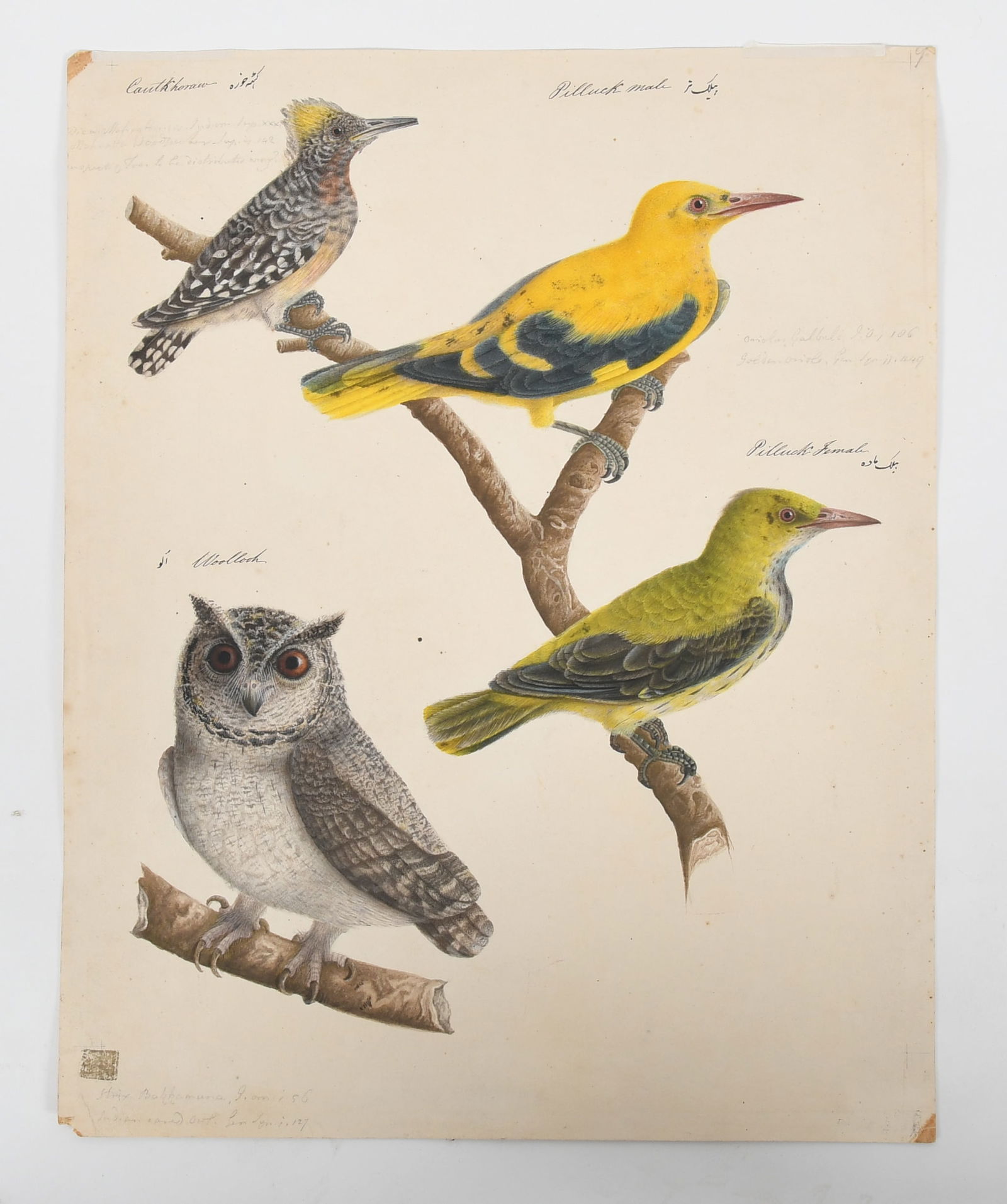 Indian School (19th Century) Watercolor Birds (1 of 9)