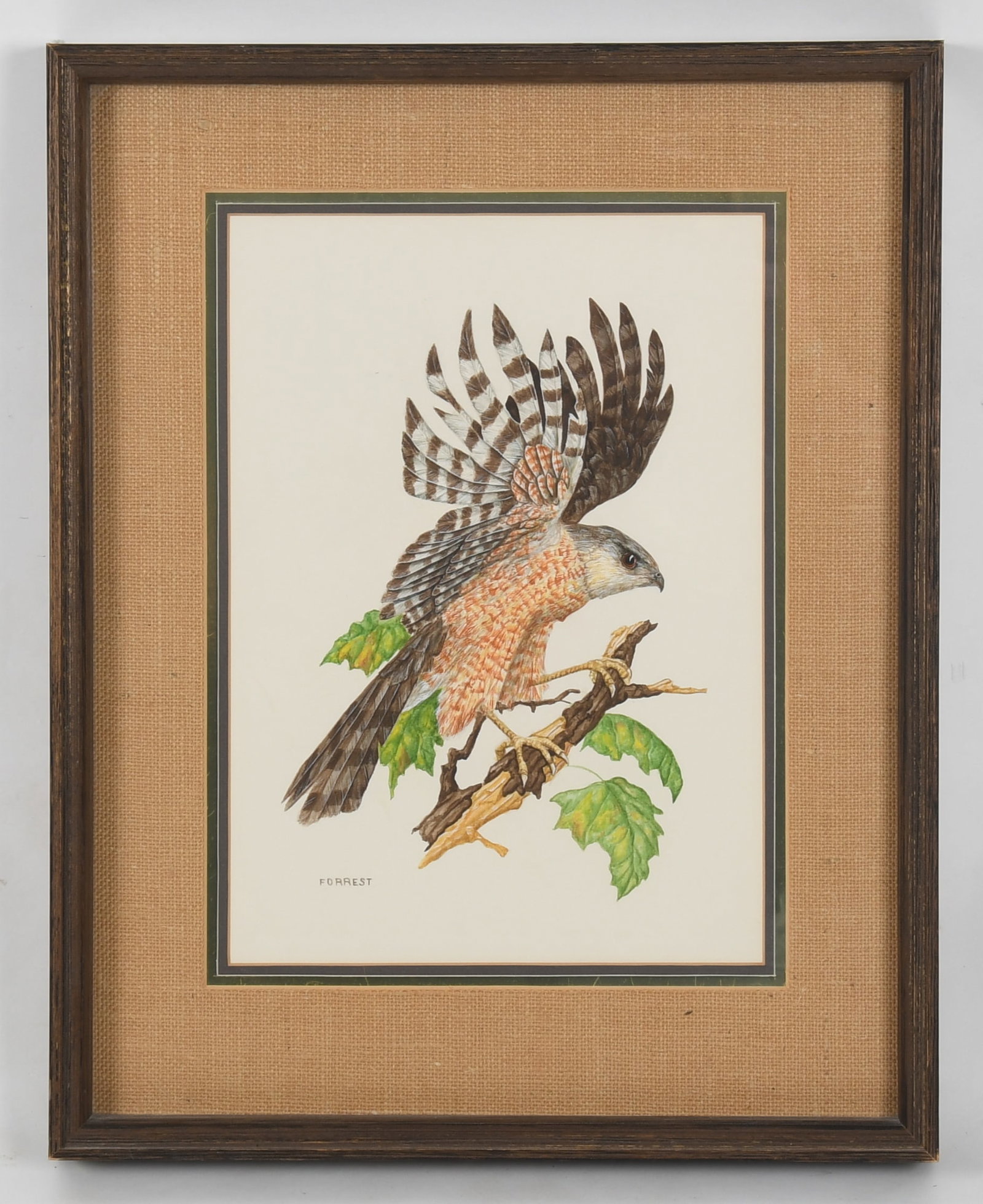 Chris Forrest (New Jersey, b. 1946), Red -Shouldered Hawk (1 of 4)