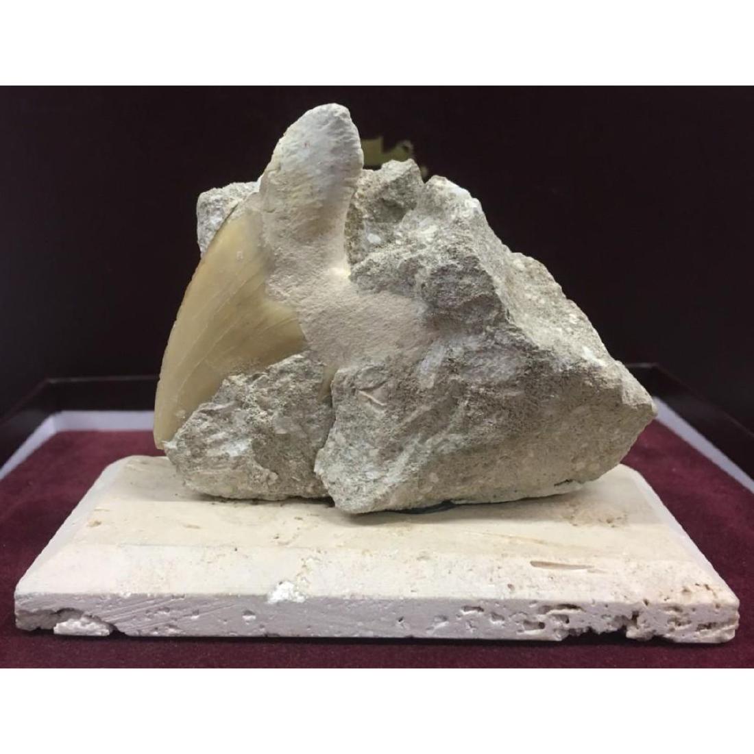 Base Cut & Mounted Over 50 Million Year Old Fossil: Up for bid is a 50+ million year old North African fossil shark tooth mounted on a hand cut, Turkish travertine base. Otodus obliquus is an extinct Mackerel Shark that lived approximately 55 million y