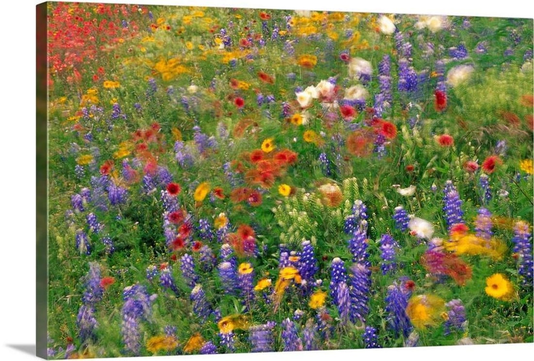 Wildflowers Blowing In The Wind Hill Country Texas Canvas Reproduction By Tim Fitzharris (1 of 3)