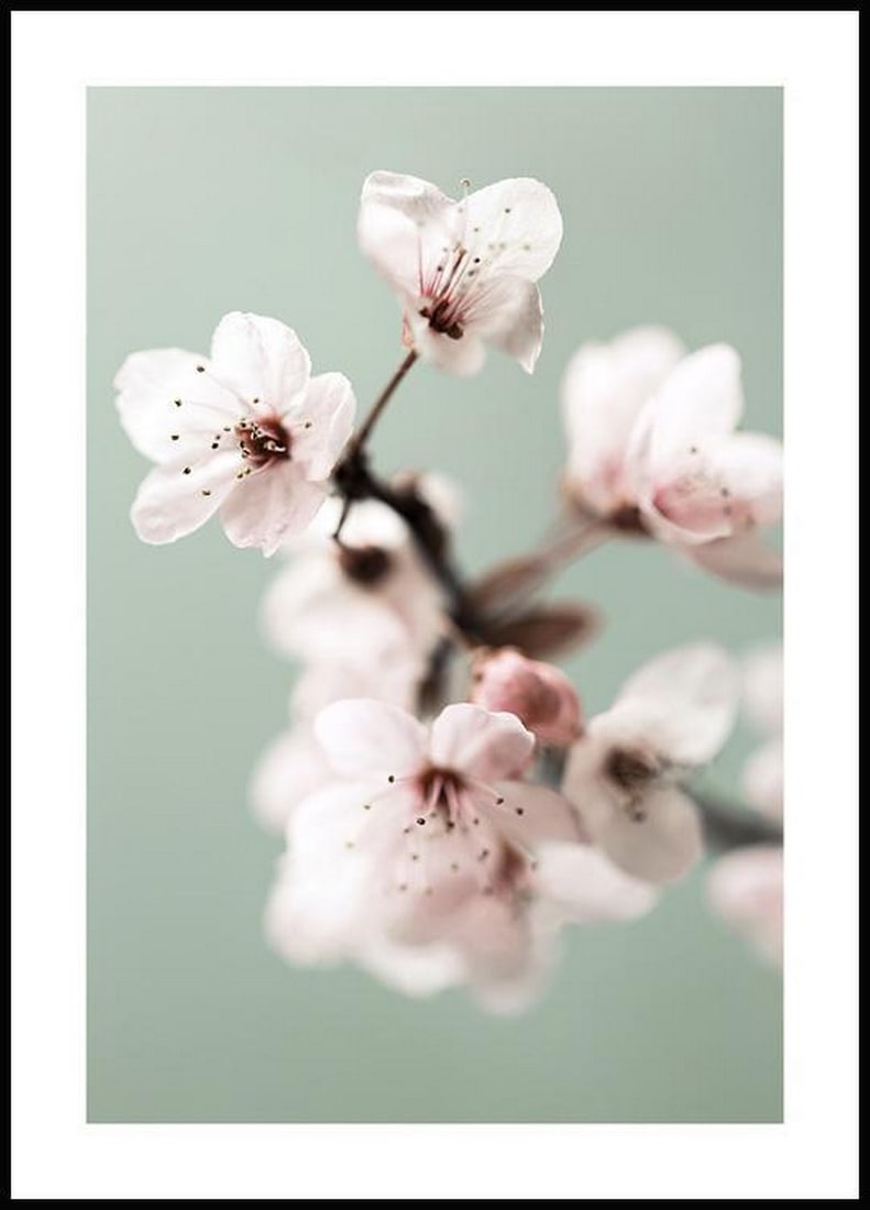 Flowering Cherry Blossom Poster: Flowering Cherry Blossom Poster A beautiful flower print of cherry blossoms against a green-blue background. The delicate pink flowers add a soft touch to your living space and give it a very special