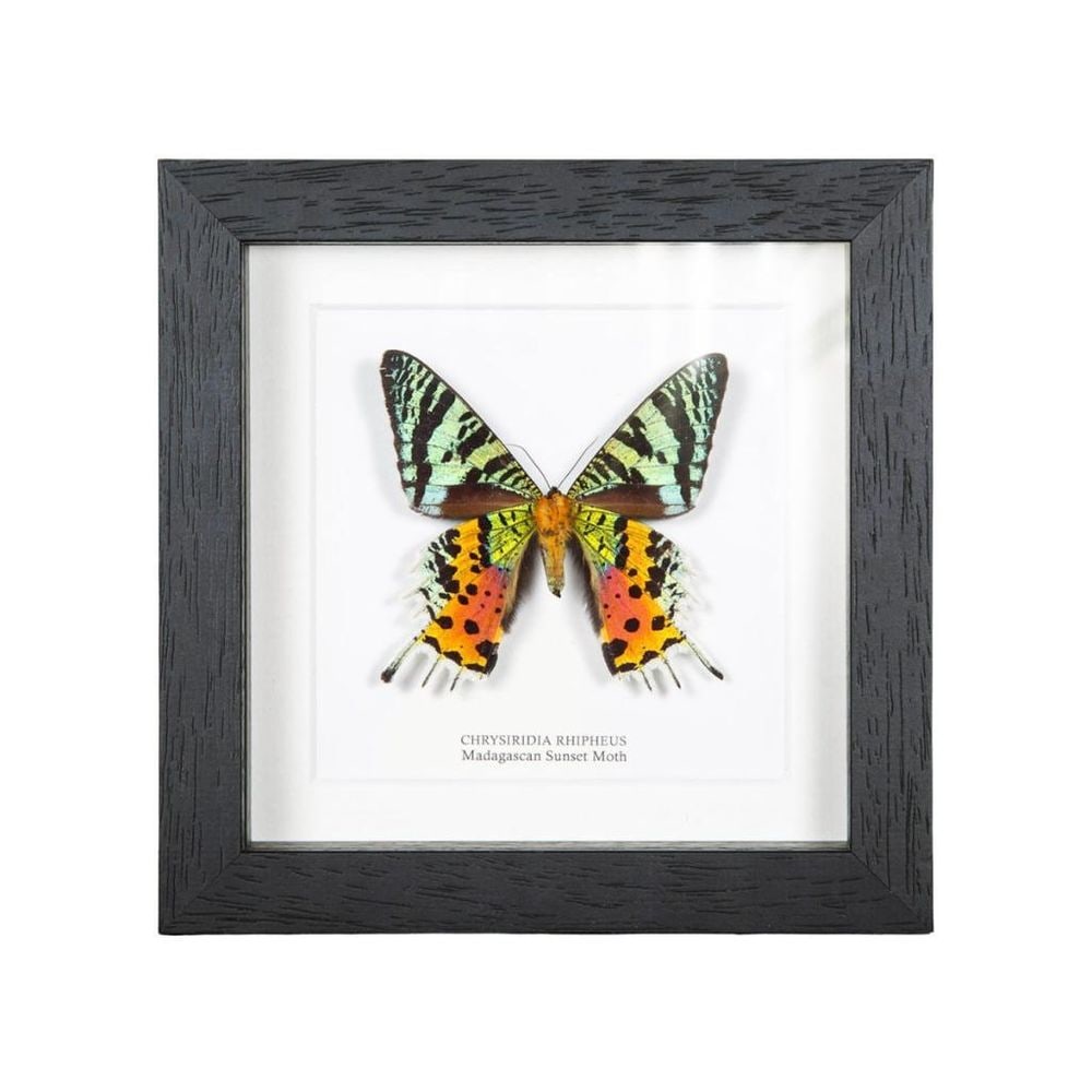Framed Madagascan Sunset Moth (1 of 1)