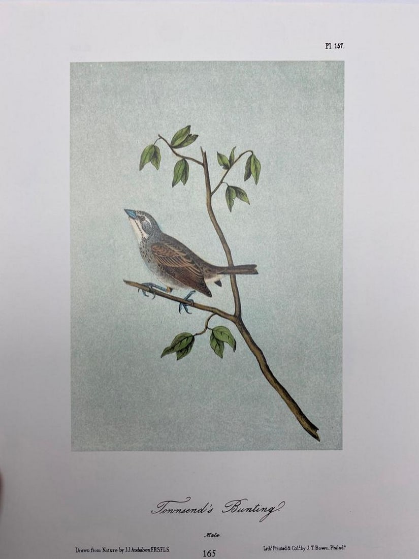 Townsend's Bunting/Lark Bunting (1 of 2)