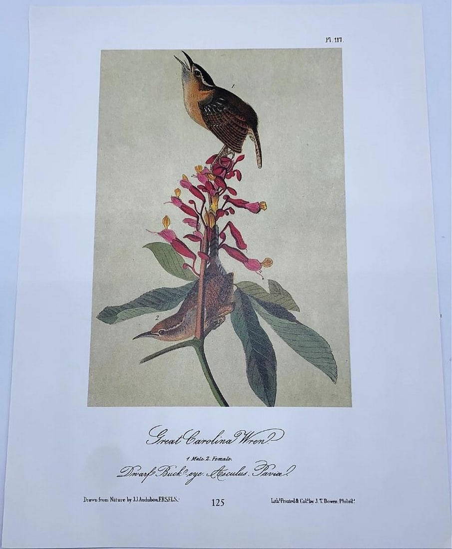 Great Carolina Wren/benricks Wren Auction