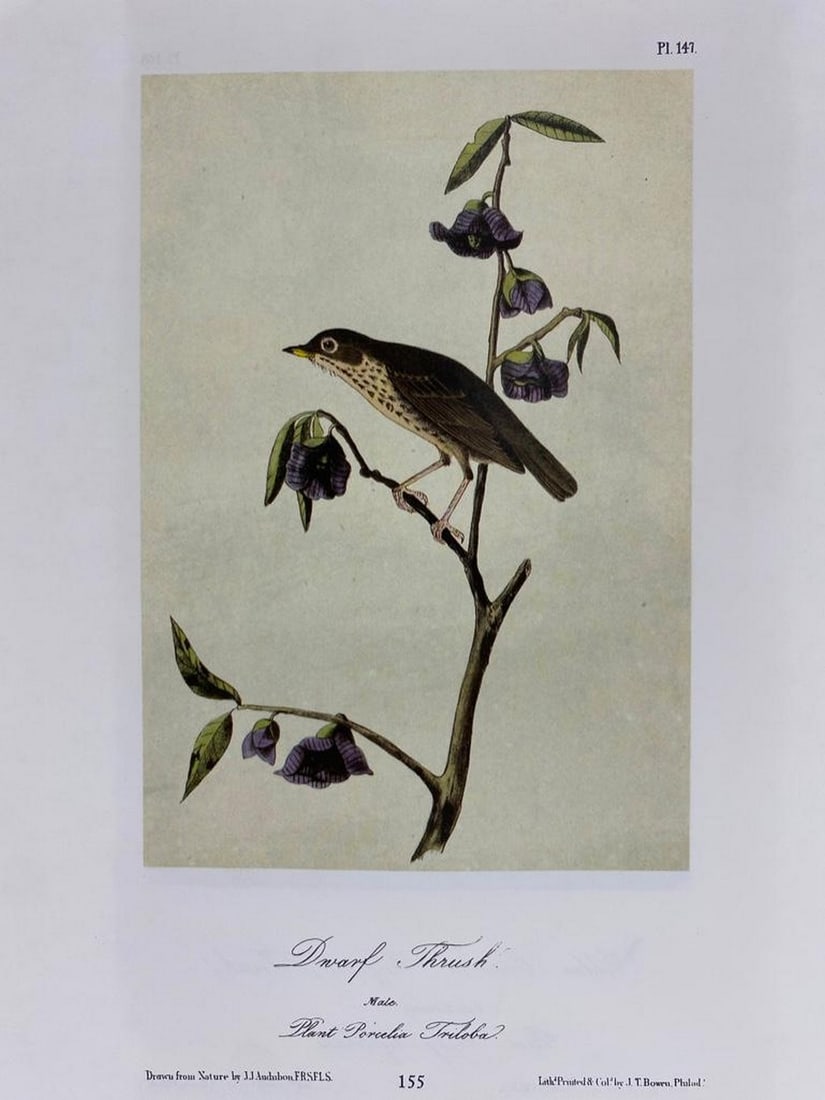 Dwarf Thrush/Golden Crowned Wagtail Thrush (1 of 2)