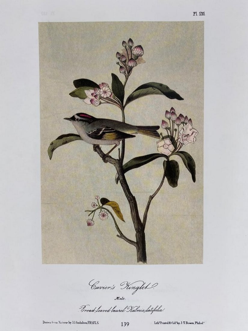 Curers Kinglet/American Golden Crested Kinglet (1 of 2)