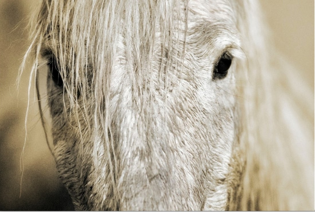 Close up of a Camargue Horse by Scott Stulberg (1 of 1)