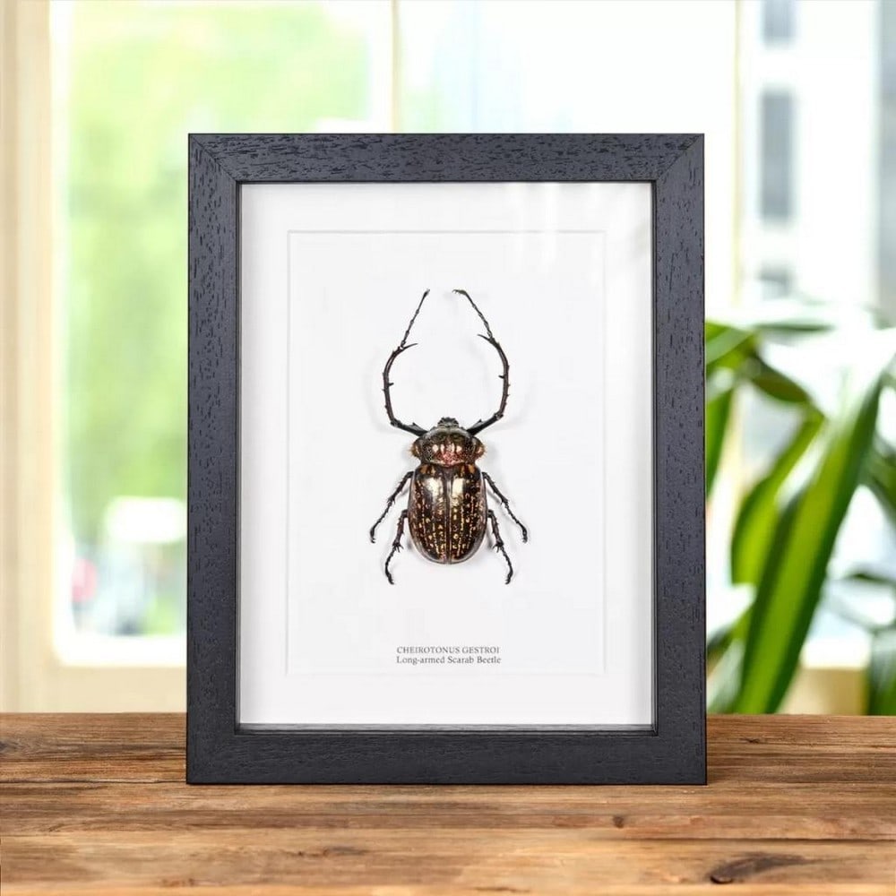 9" x 7" Long Armed Taxidermy Scarab Beetle in Wooden Box: 9" x 7" Long Armed Taxidermy Scarab Beetle in Wooden Box Introducing our exquisite Long-armed Scarab beetle, delicately presented in a meticulously crafted wooden frame and mounted on top-tier