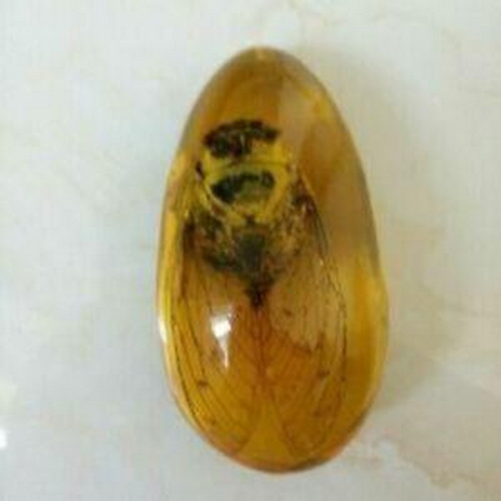 Beautiful Amber cabrite Fossil Insects Manual Polishing: Beautiful Amber Cabrite Fossil Insects Manual Polishing Size - 80*45*30mm Weight - 100g View The Photos For Further Details