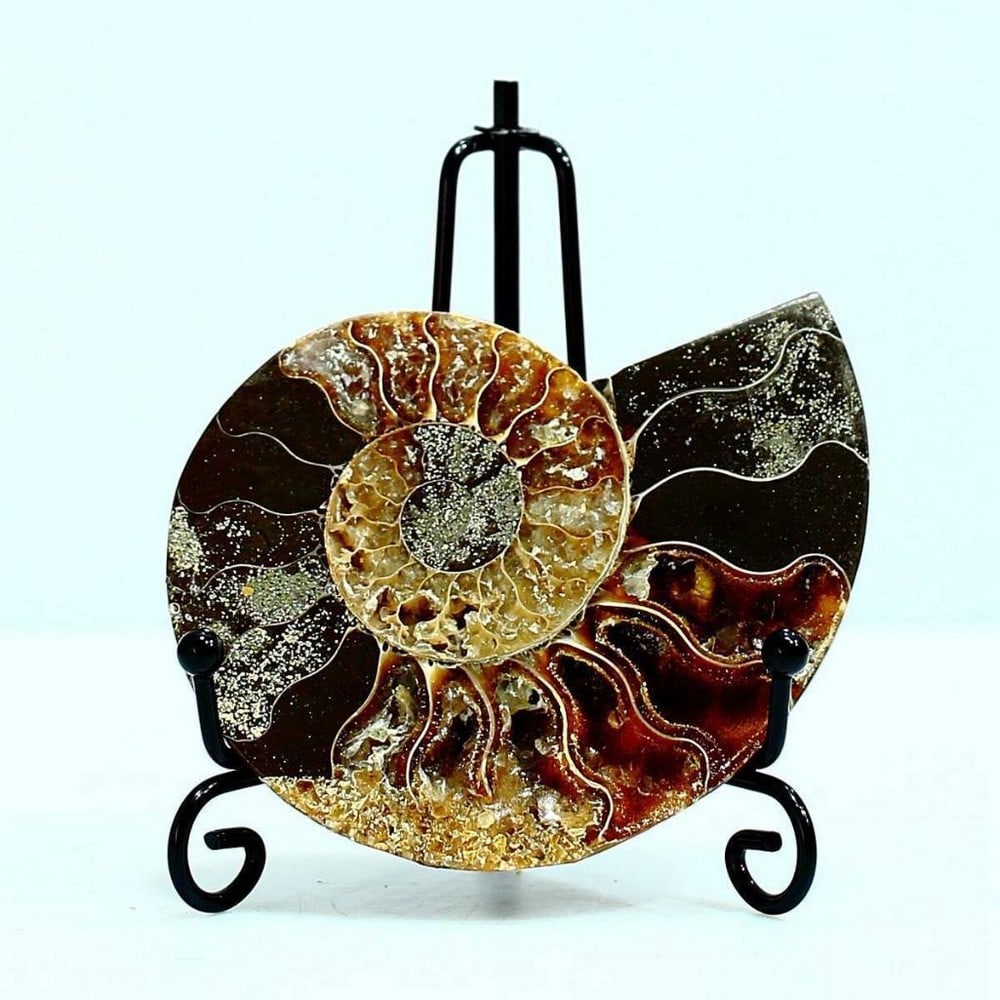 Large Ammonite Spiral Fossil Pair Specimens Display Crystal Rocks Minerals (1 of 6)