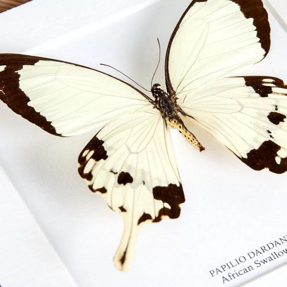 6" x 6" Framed African Swallowtail Butterfly - Papilio Dardanus (1 of 2)