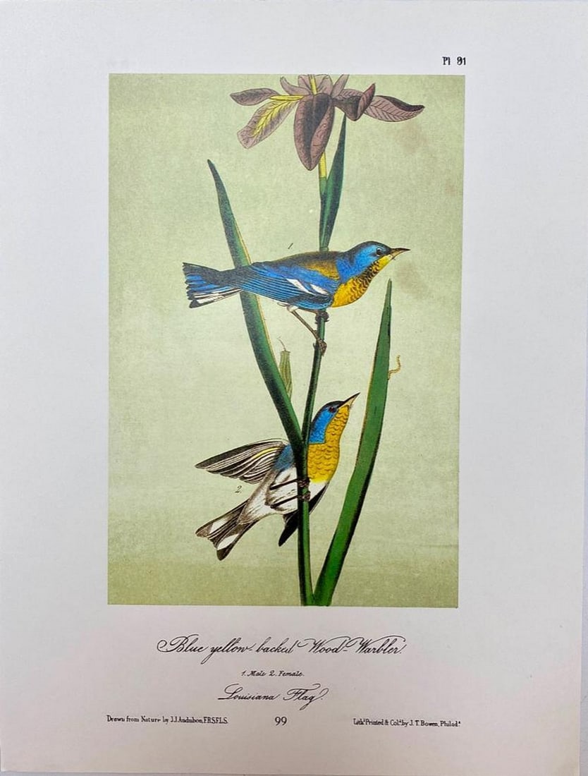 Blue Yellow-Backed Wood-Warbler/Townsend's Wood-Warbler (1 of 2)