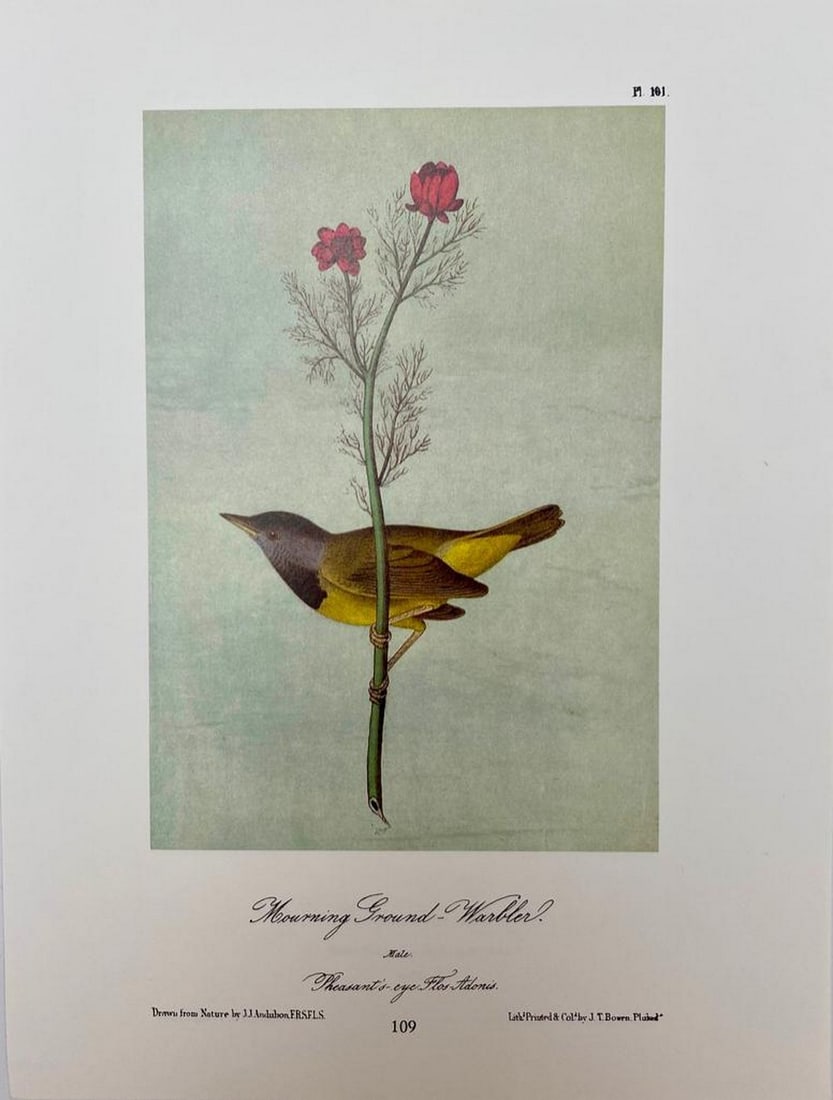 Mourning Ground-Warbler/Maryland Ground-Warbler (1 of 2)