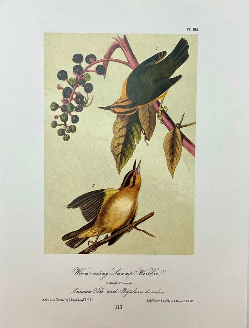 Worm-Eating Swamp Warbler/Prothonotary Swamp Warbler (1 of 2)