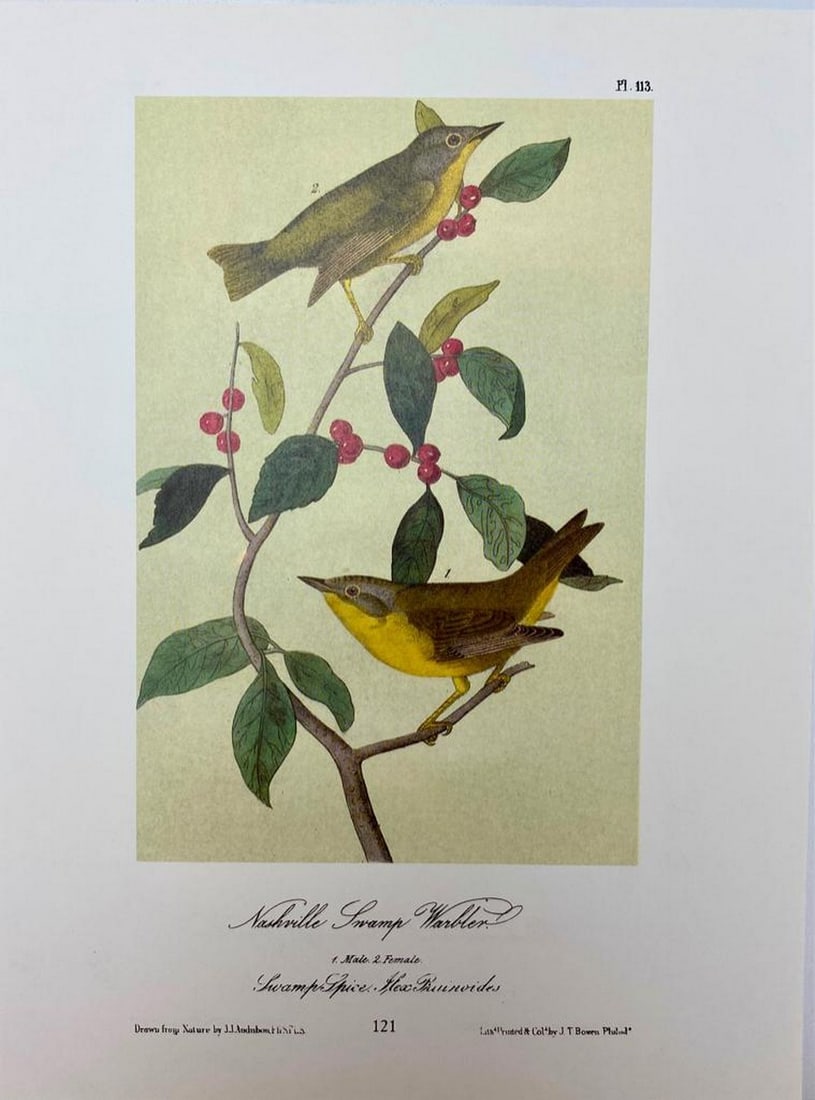 Nashville Swamp Warbler/Black and White Creeping Warbler (1 of 2)